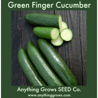 Cucumber - Green Finger - Organic